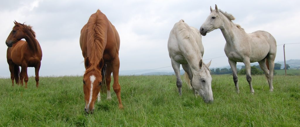 four-horses-grazing-in-field