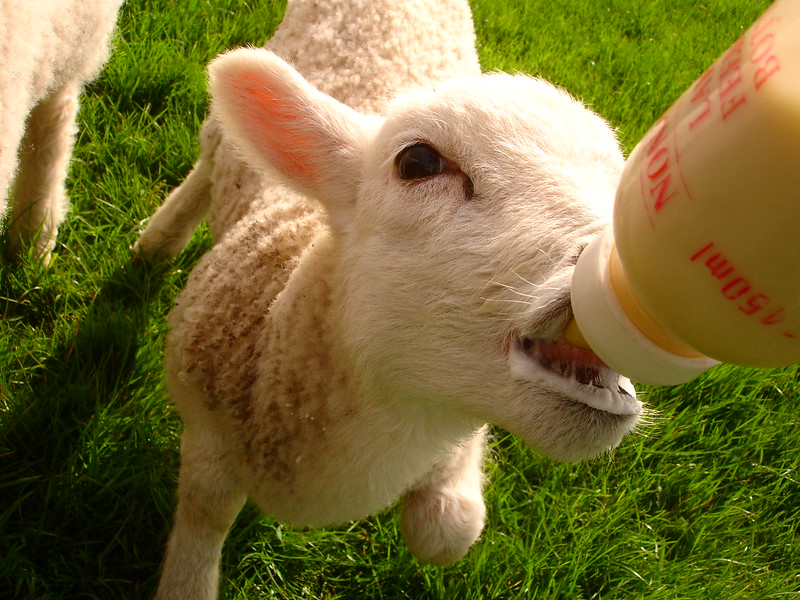 lamb-bottle-feeding