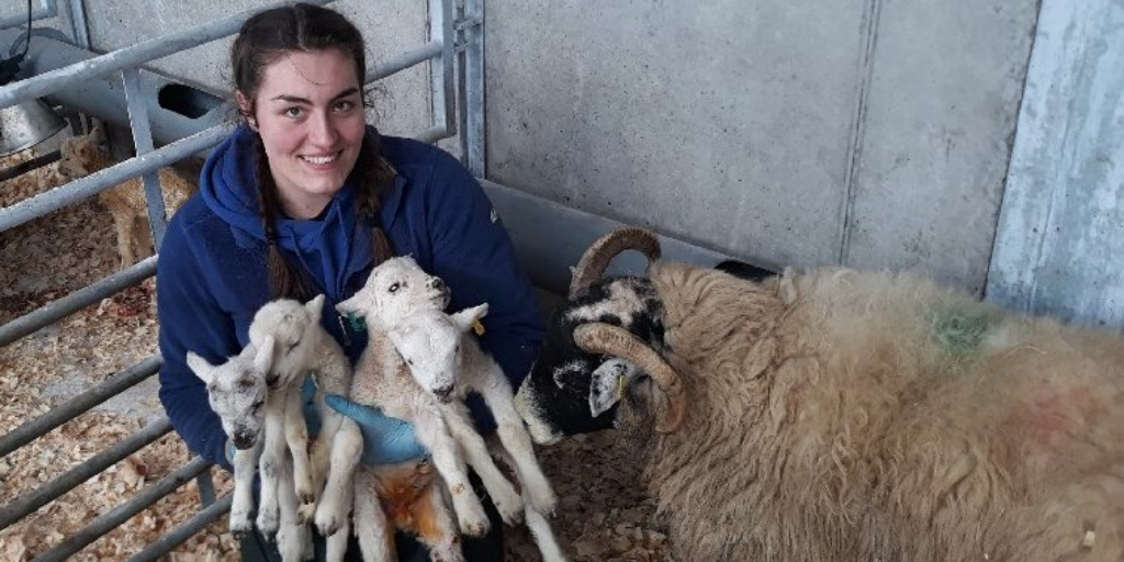 girl-holding-four-newborn-lambs