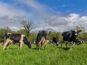 grazing-cows-in-field