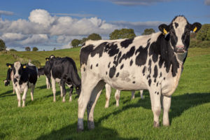 cows-in-field