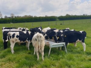 cows-out-in-field