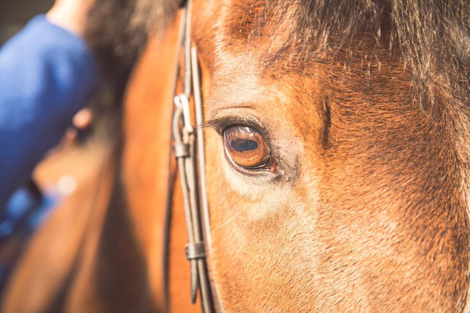 close-up-horses-eye