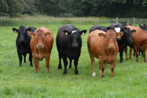 Beef cattle at Greenmount Campus