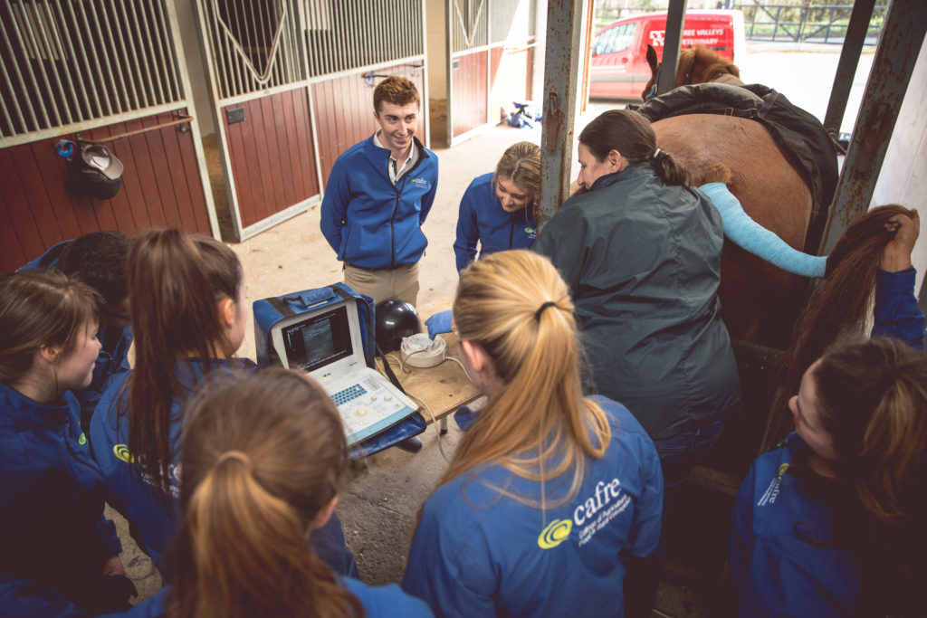 Equine breeding at Enniskillen Campus