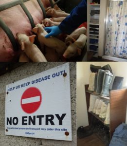 Pig units must be in constant ‘lockdown’ and operate effective biosecurity with strict hygiene precautions.