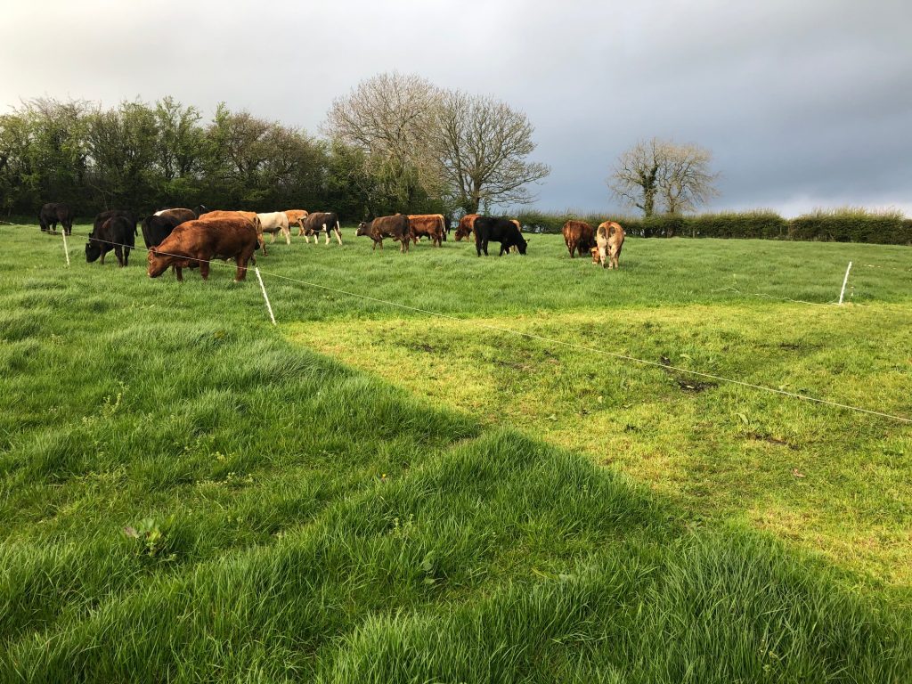 Grazing beef cattle on a paddock system.