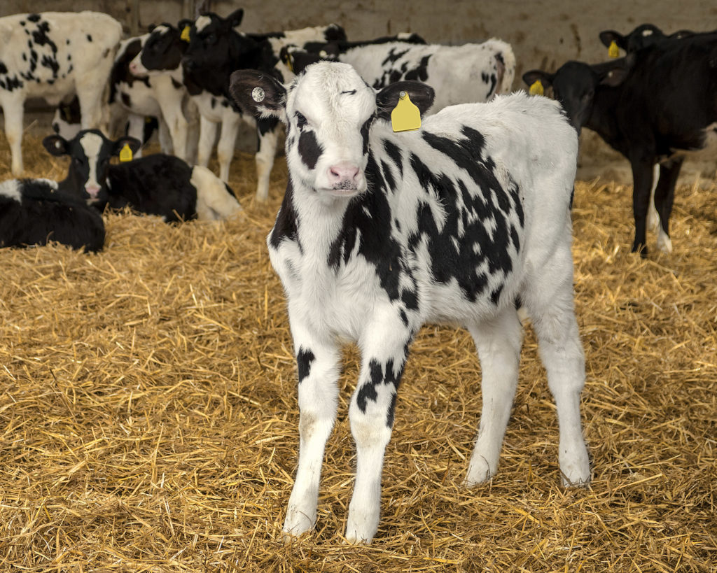 A herd of Dairy calfs