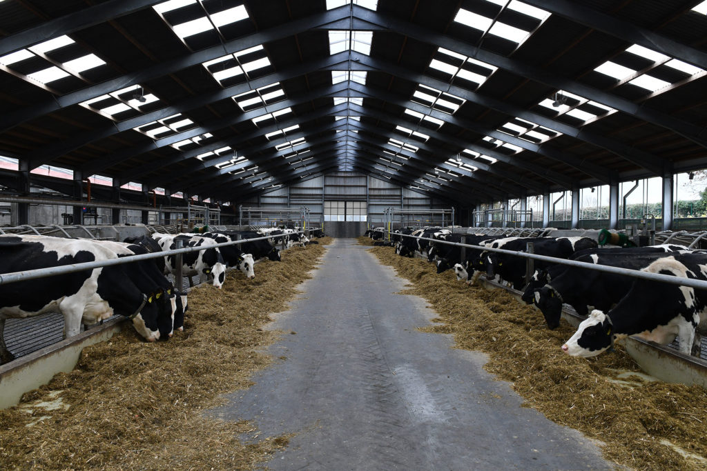 Dairy Centre cow feeding