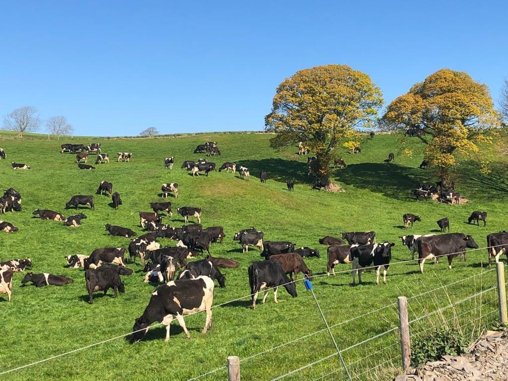 Conway-Dairy-Herd