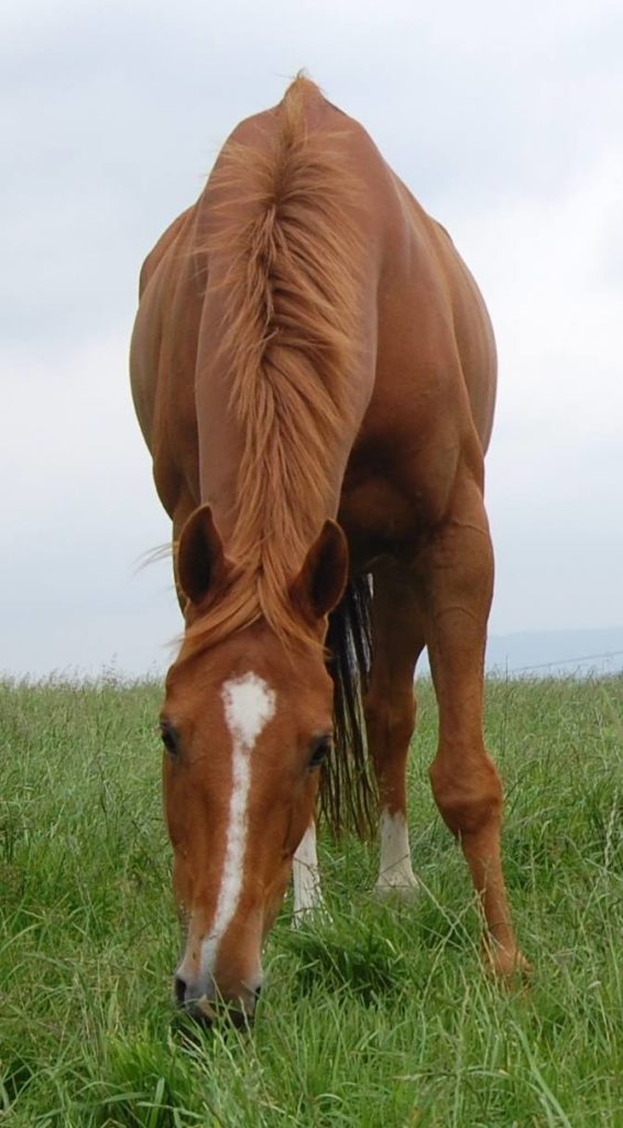 Grazing horse in field