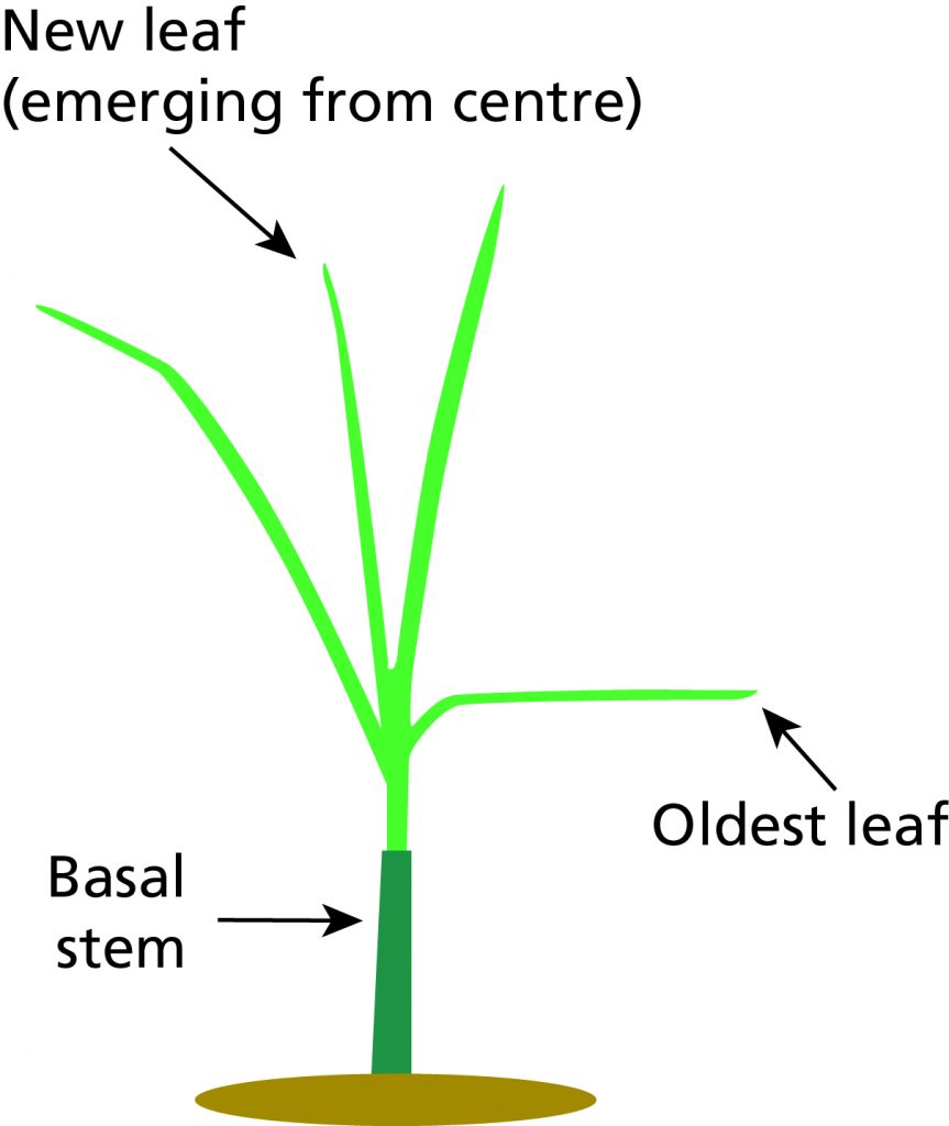 New-Leaf-Diagram