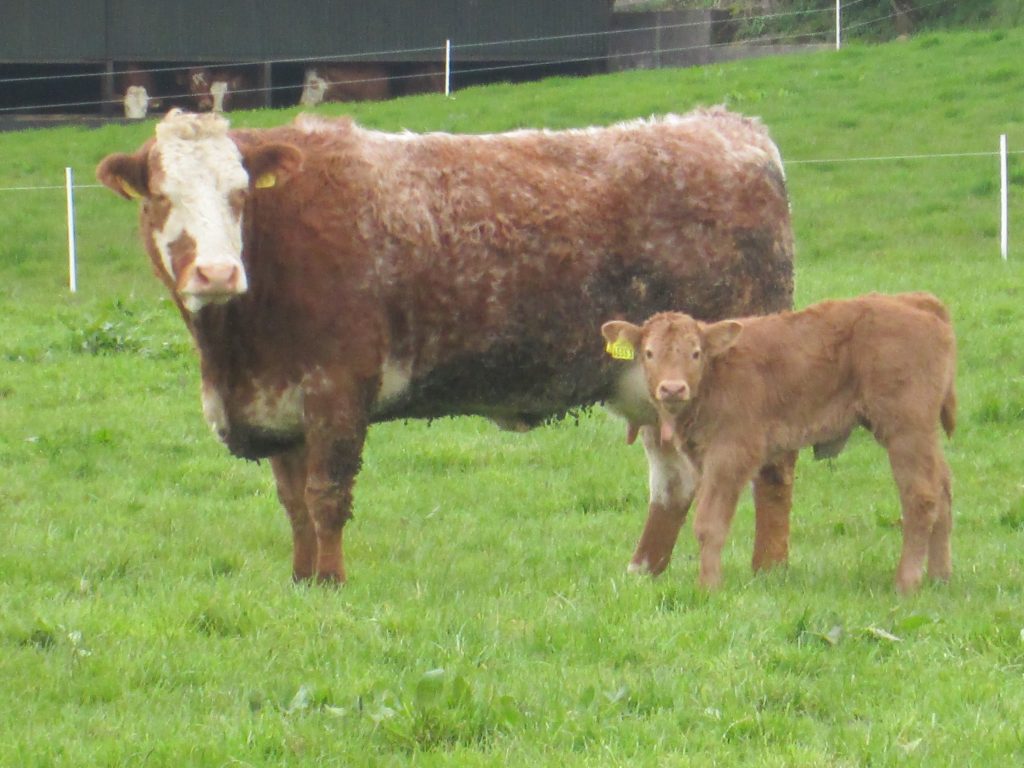 beef-cow-and-calf-in-field