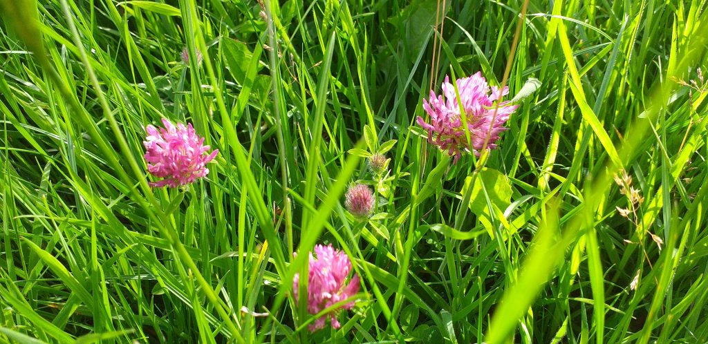 Red-clover