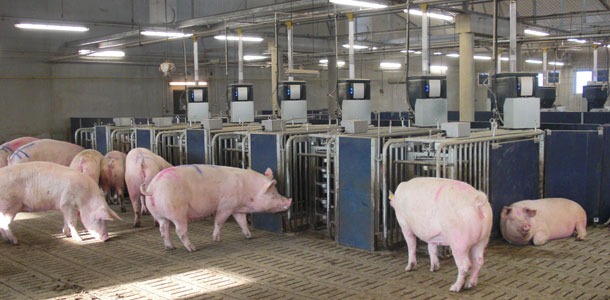 Several pigs in a pen