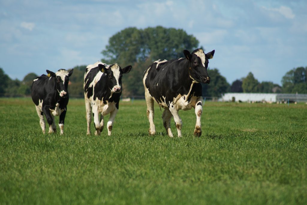 three-dairy-cows-running-in-field