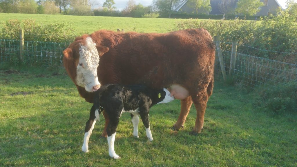 Freshly calved cow and calf