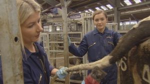 Agriculture students Leanne Green and Katie Acheson, clipping