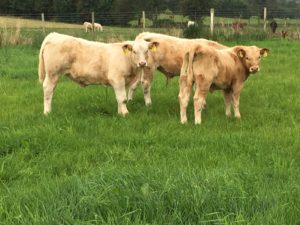 Three young beef cattle in field