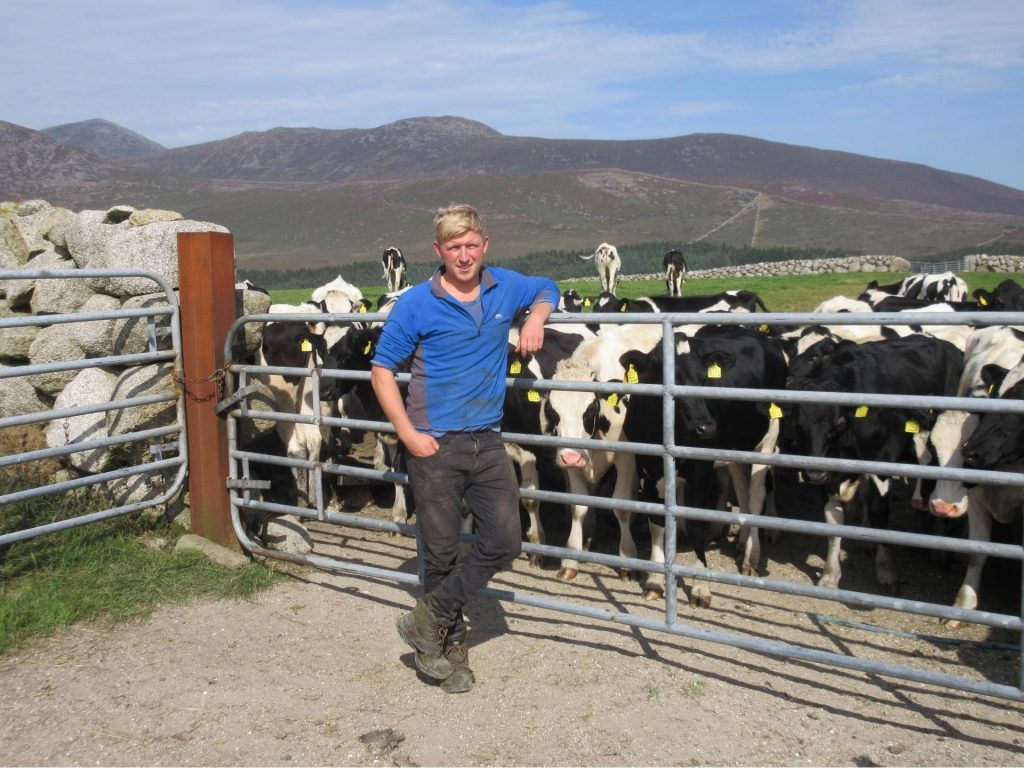 Edward Agnew standing alongside one year old heifers at grass