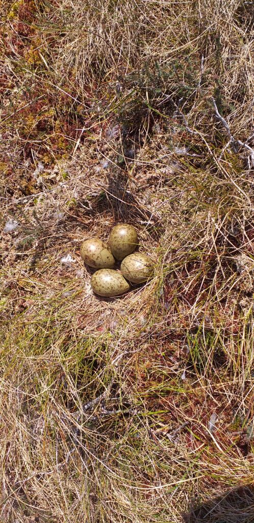 Curlew-nest-on-CAFRE-2021-1