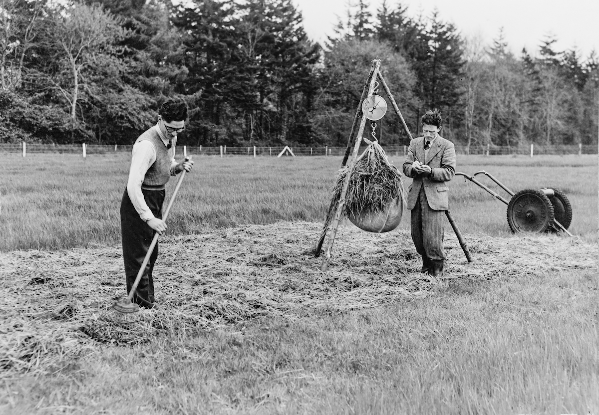 Photo 5 Grass assessments at Greenmount in 1952.