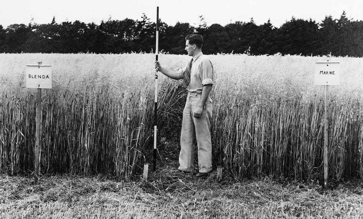 Grass trials at Greenmount in 1952