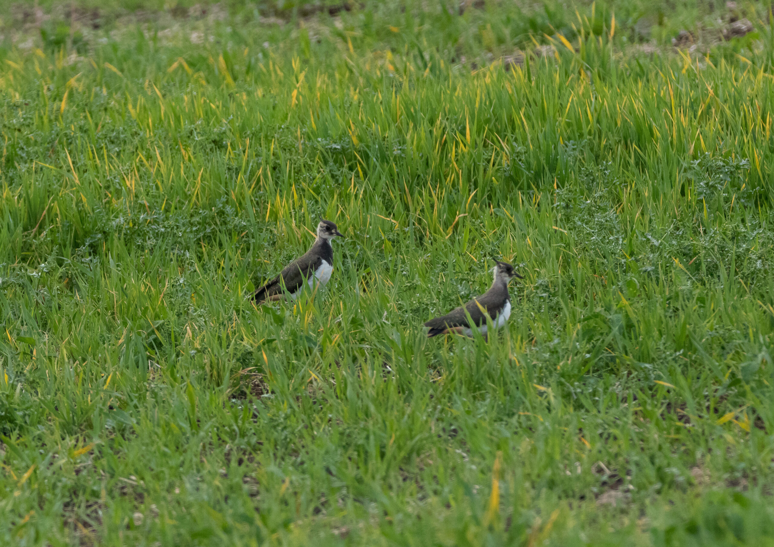 2 lapwing in grass 2022