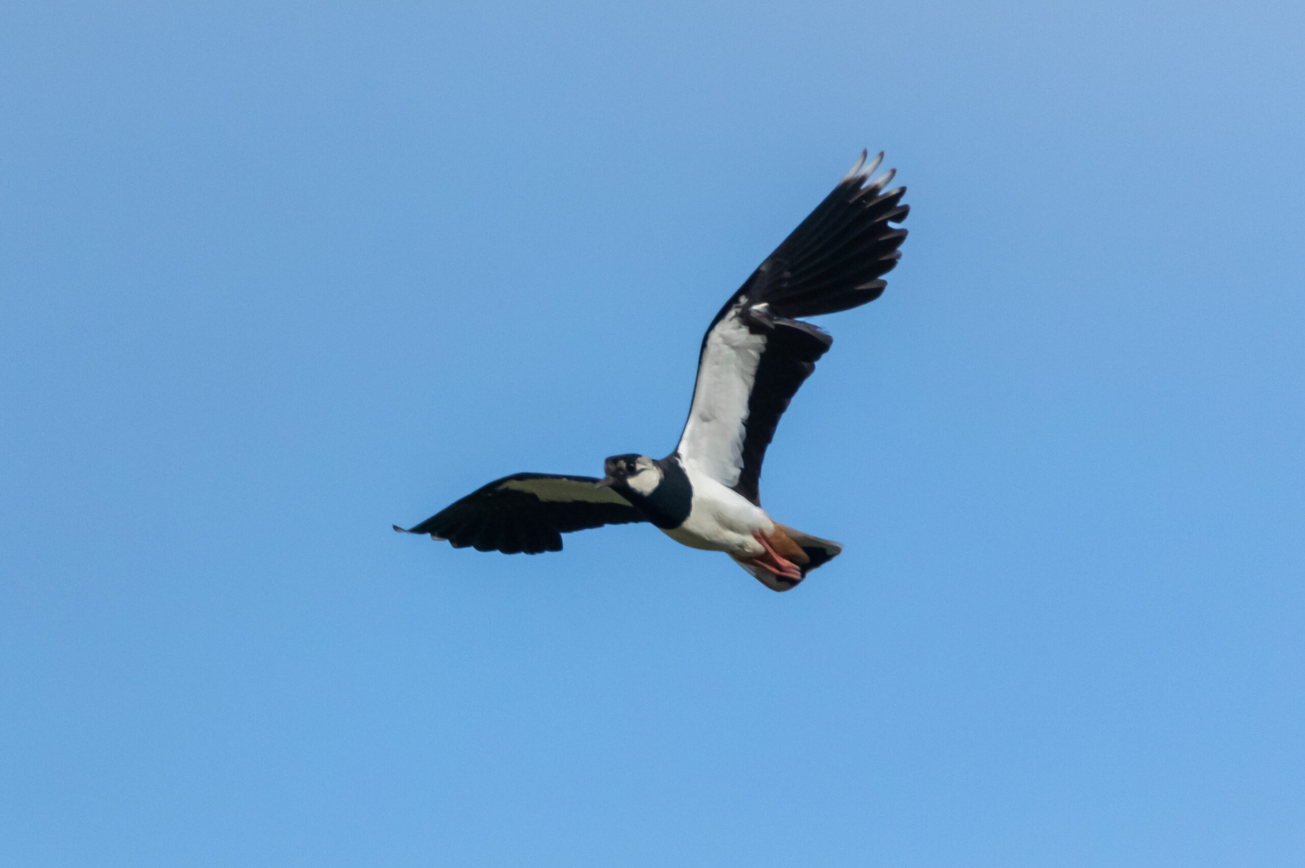 Adult lapwing in flight at the CAFRE farm.