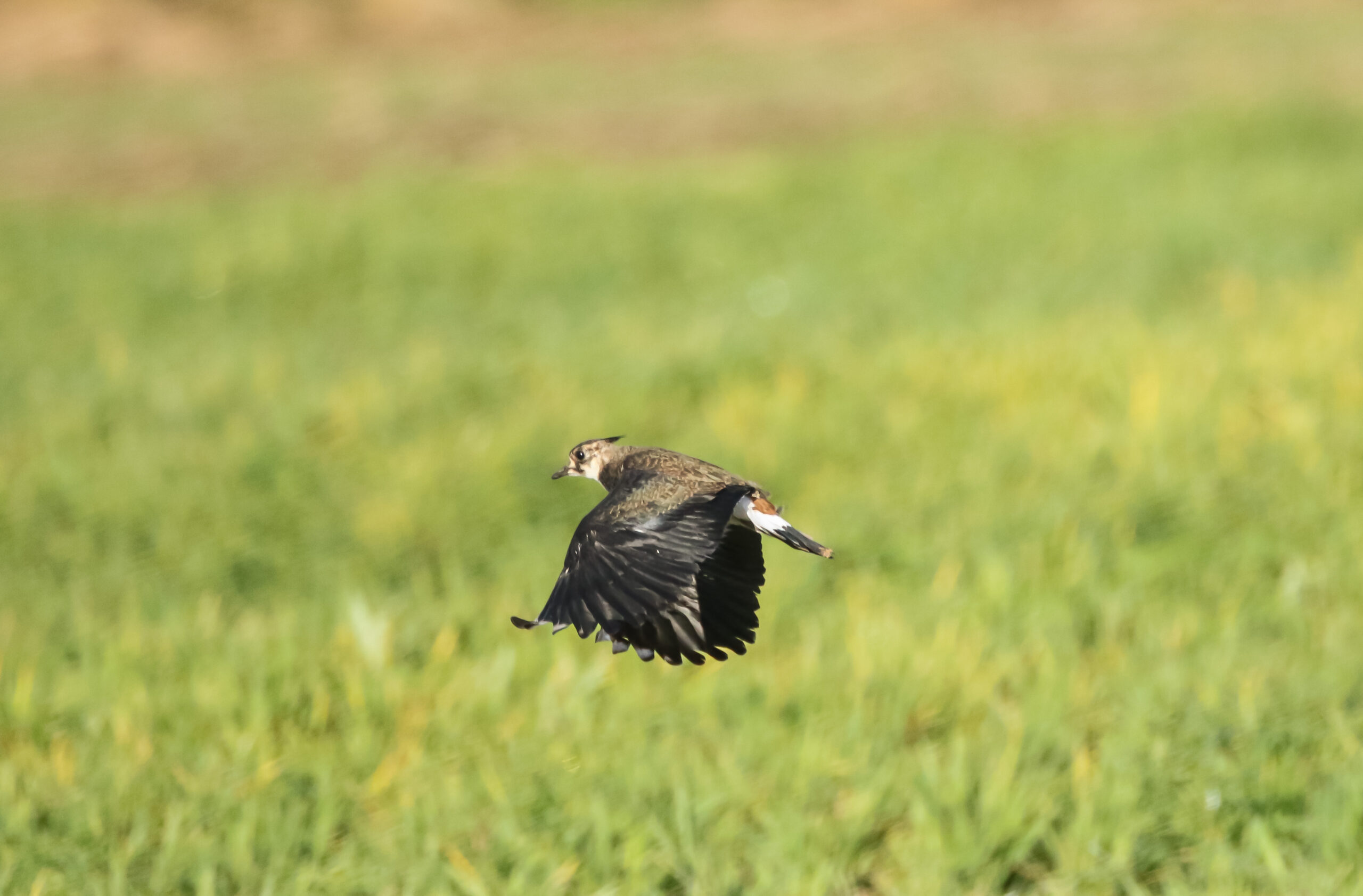 Fledgling lapwing practicing flight at the CAFRE farm