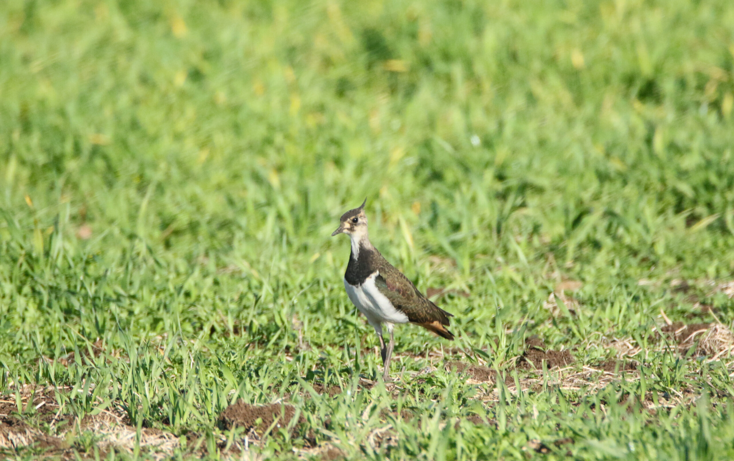 Lapwing fledgling in the spring barley