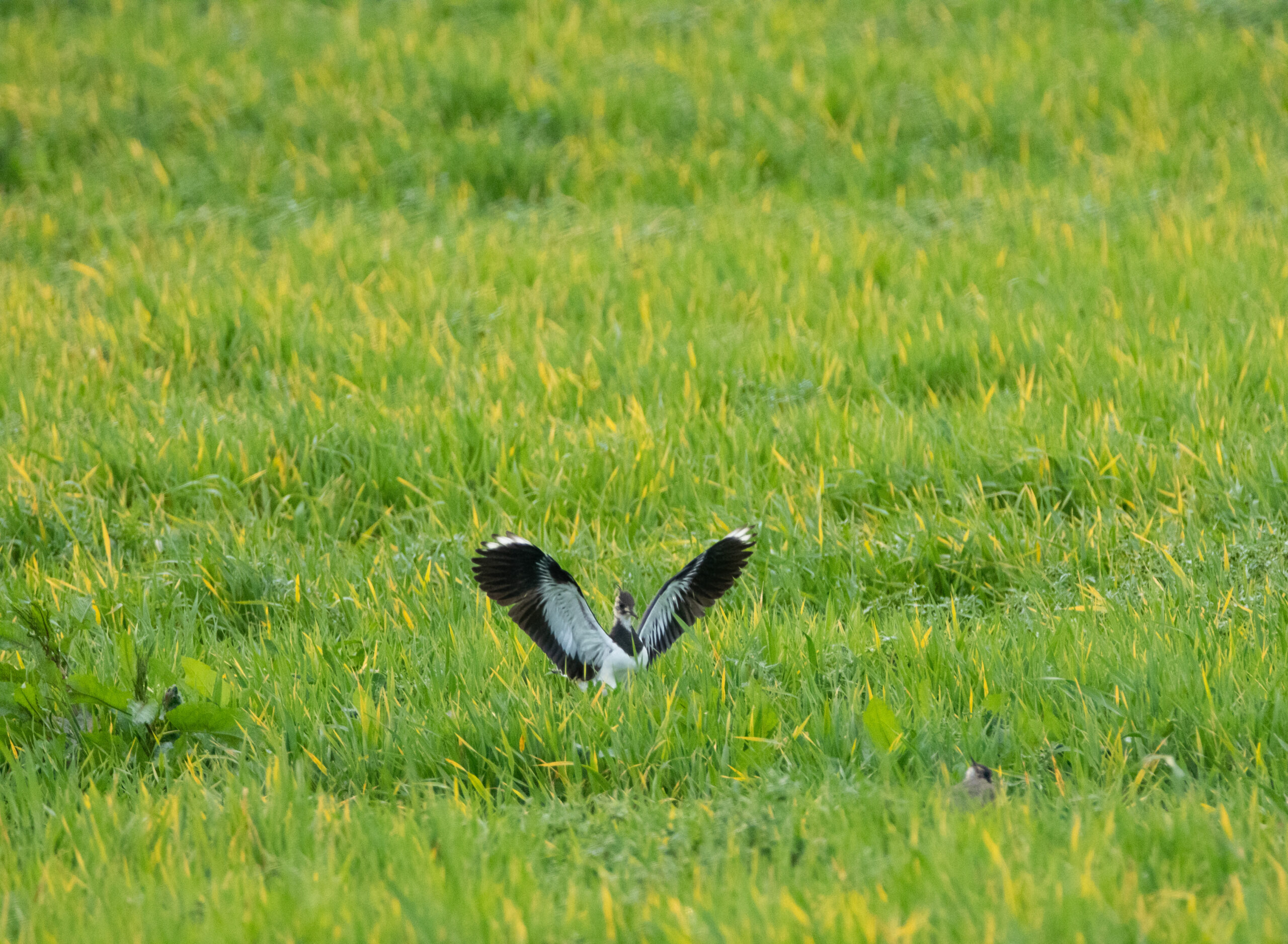 wings out lapwing in grass 2022