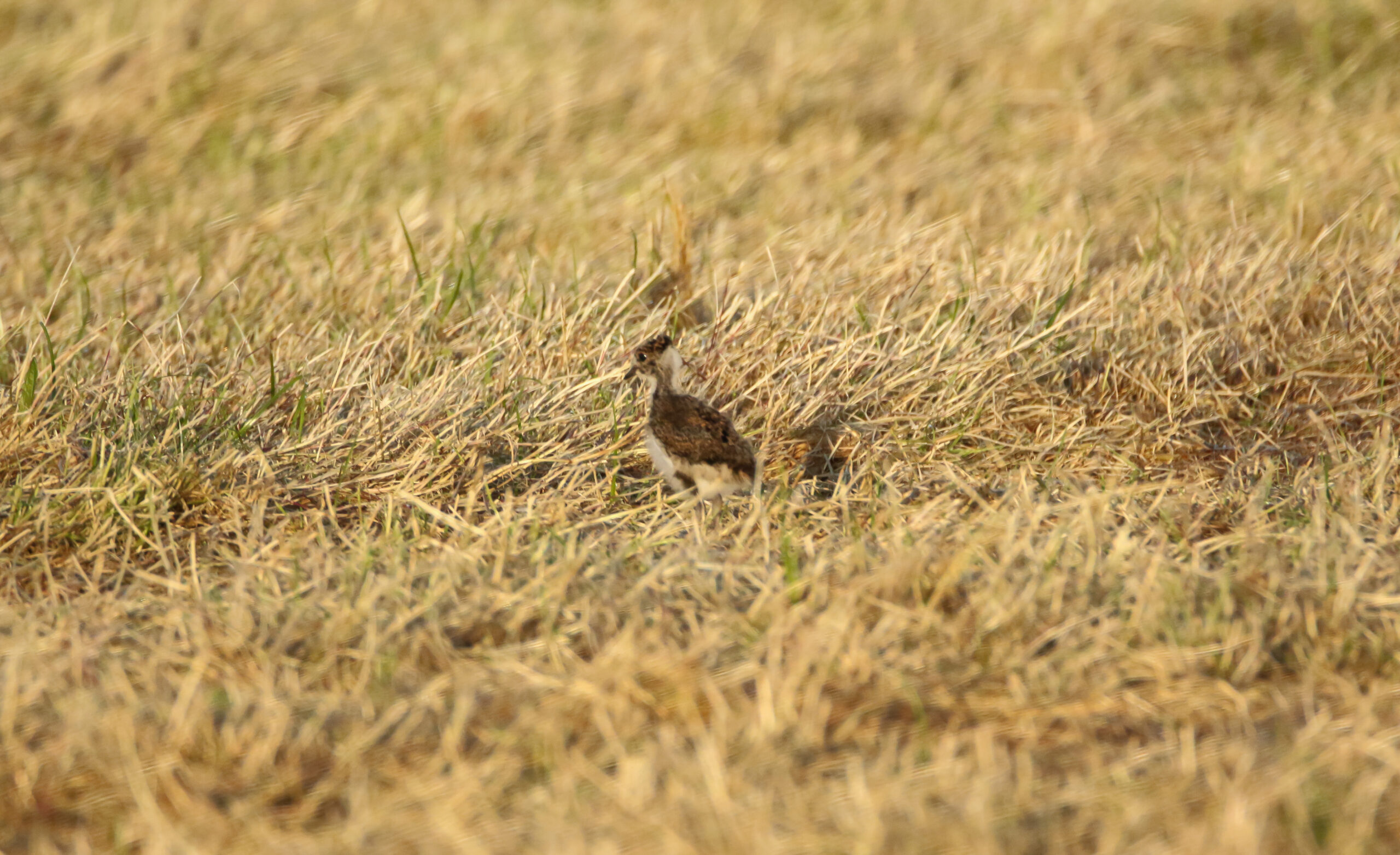young lapwing 2 2022