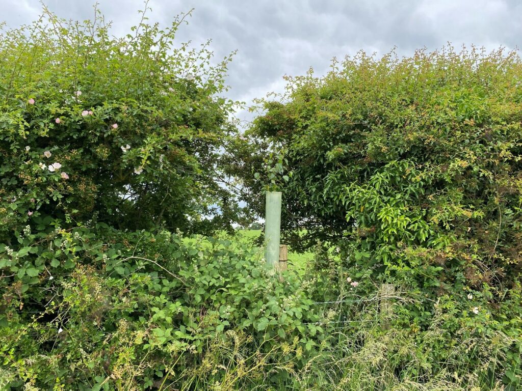 Figure 2: Tree sapling planted into a gap in an existing hedge in February 2021. Photo captured June 2022.