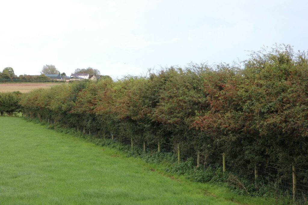 Figure 3: Hawthorn ‘haws’ on hedgerow after its 3rd summer growing season.