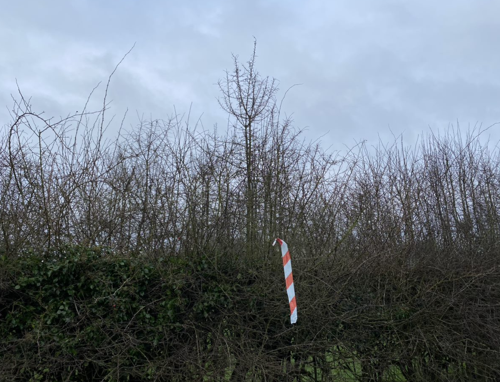 Figure 3: Strong blackthorn sapling earmarked prior to hedge cutting (Photo captured January 2022).